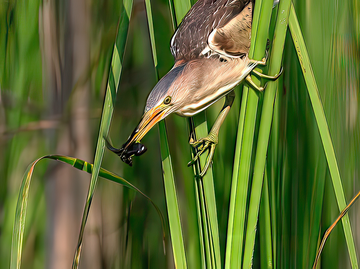 Little Bittern with Tadpole.